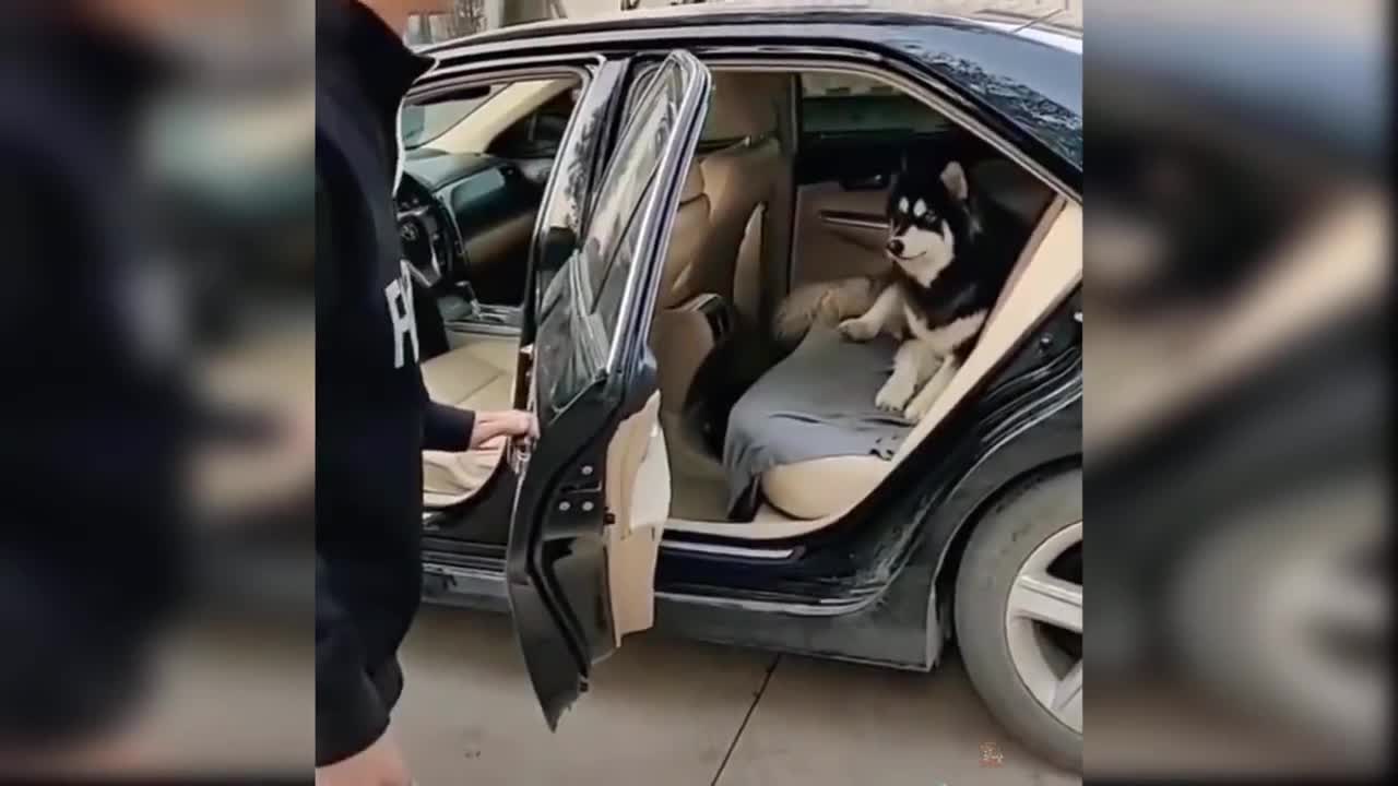 Super Cute Dogs!
