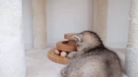 Kitten learning how to use a ball toy correctly