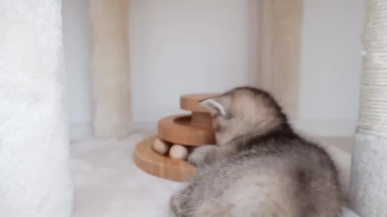 Kitten learning how to use a ball toy correctly