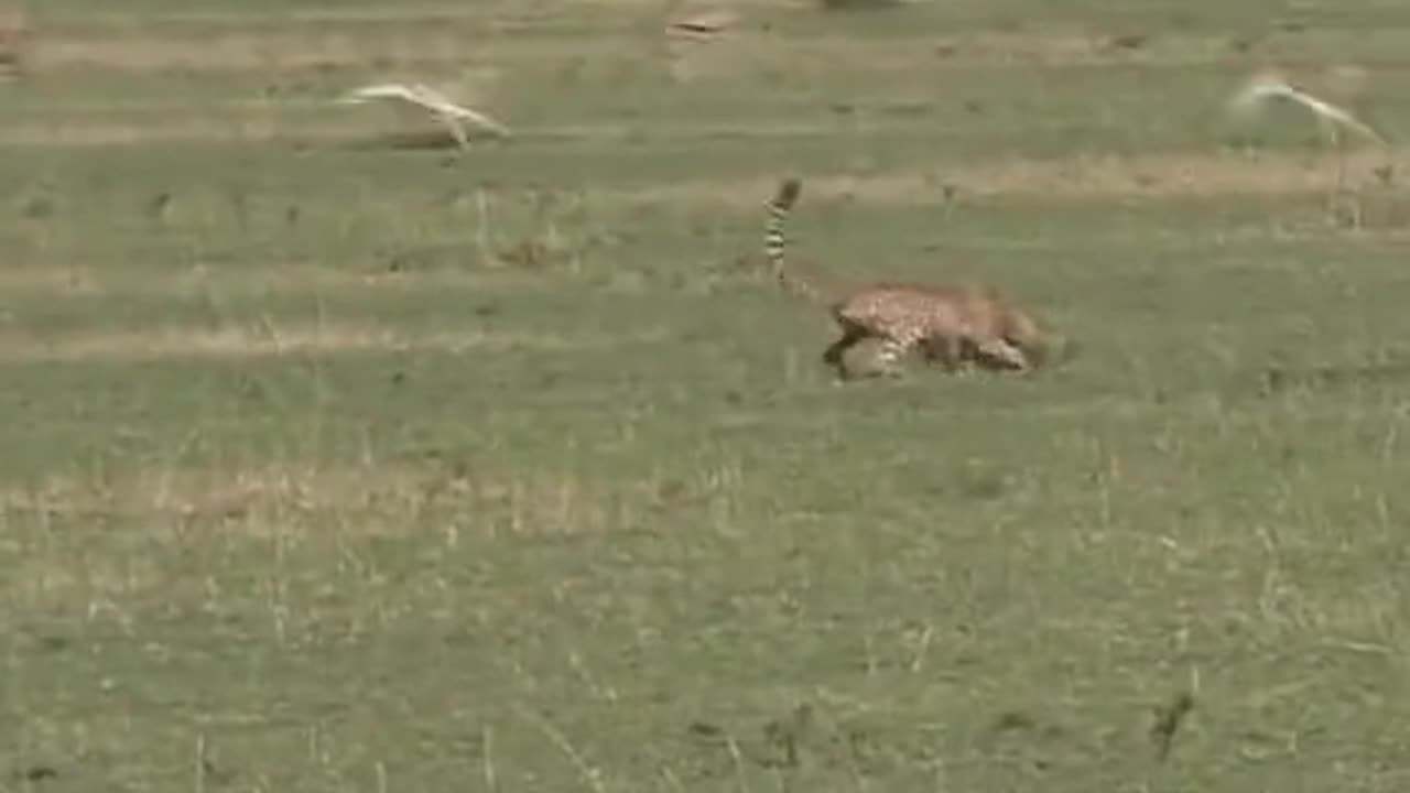 Is cheetah the fastest animal on land?