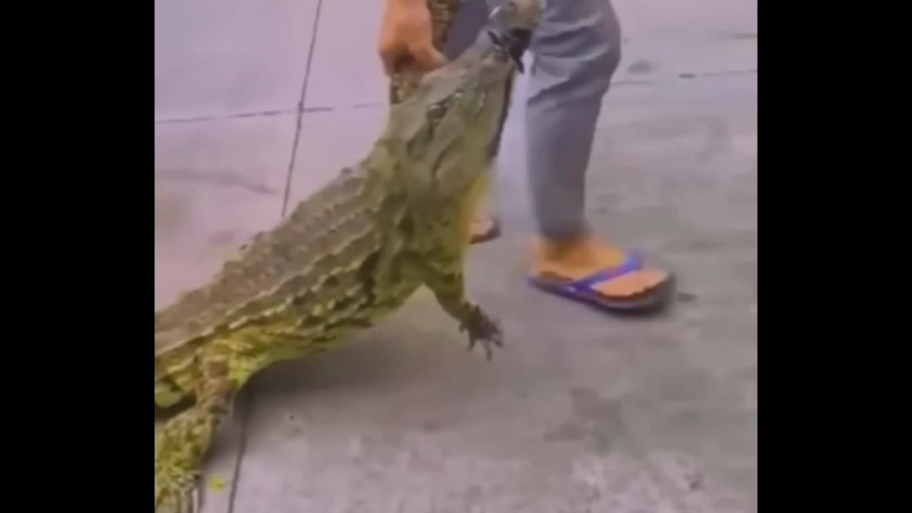 Crocodile funny vedio