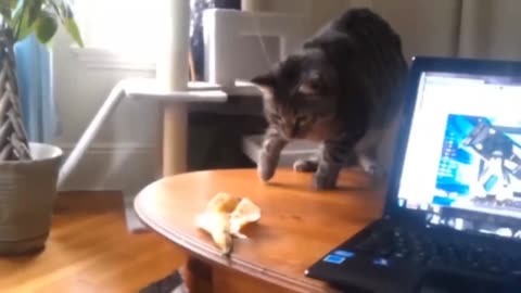 Cats funny video 2023 cat video