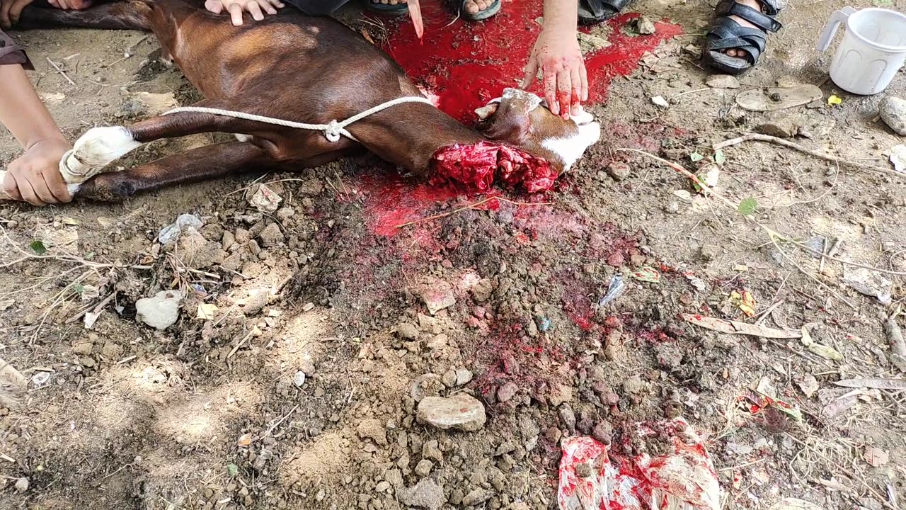 Eid Azha Goat slaughtering