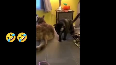 Cat funny video part 2 🤣🤣