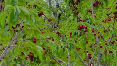 Cherry season in Gilgit Baltistan