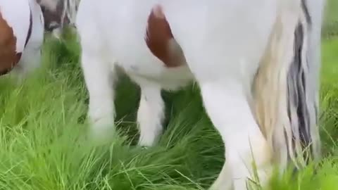 beautiful horses in switzerland Sound On