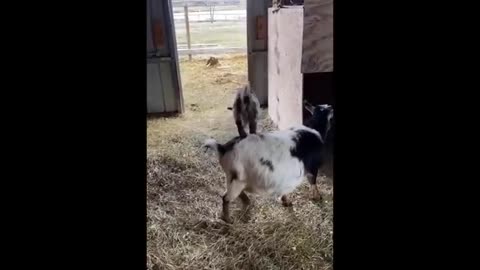 Cute baby animals Videos Compilation cute moment of the animals #3 Cutest Animals 2023