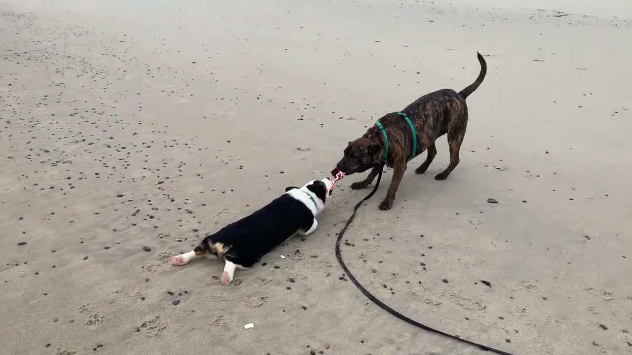 A Tug of War, Over a Toy, Between Two Dog on a Beach as One Drags the Other