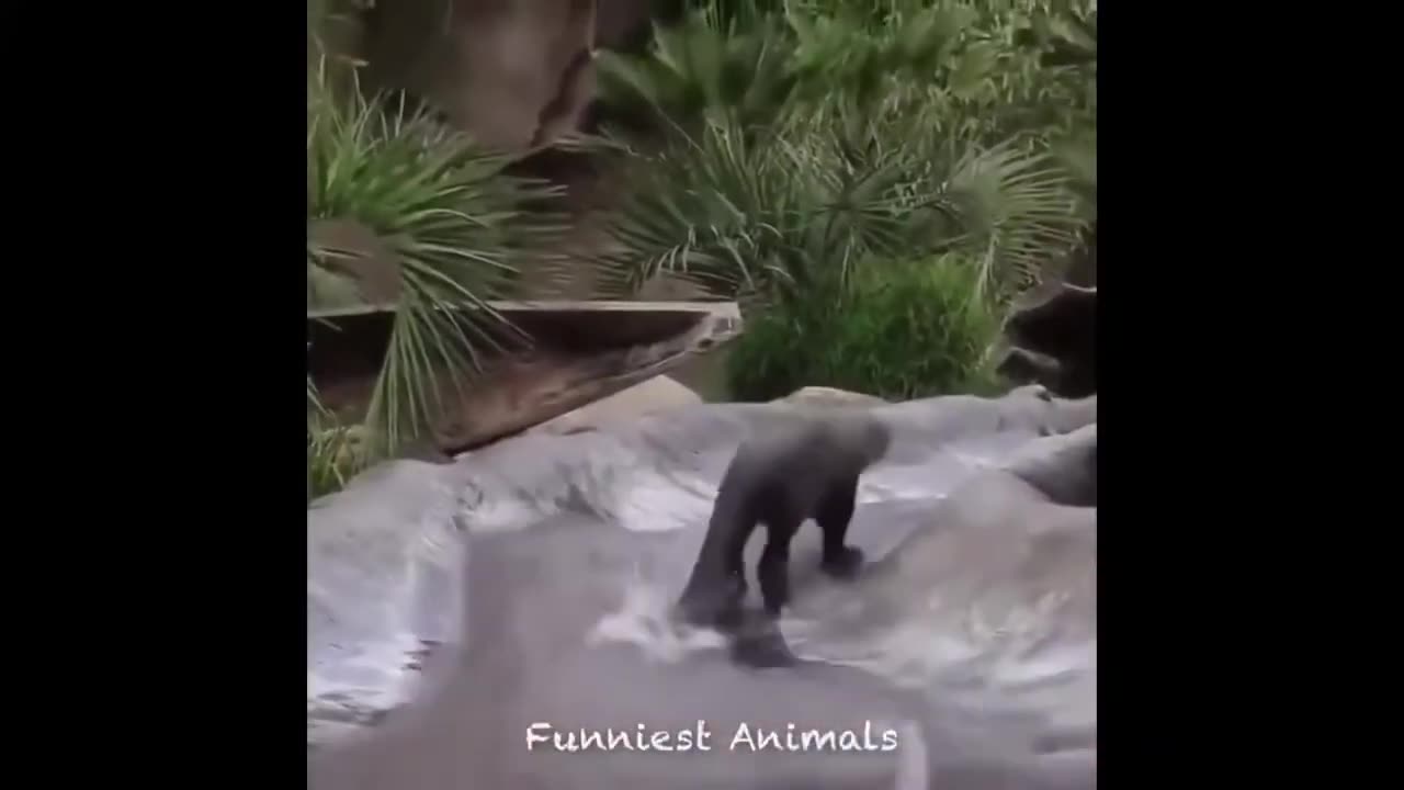 Relax with funny animals video