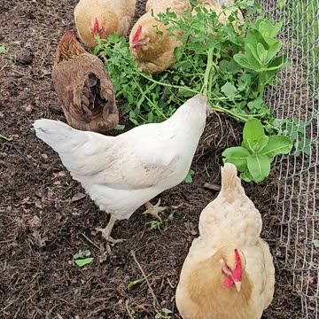 OMC! Chickens are smart! Eating greens while avoiding nearby poisonous Milkweed!