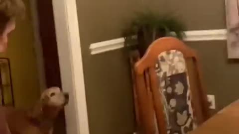 AWW Top Funny Cats And Dogs Videos