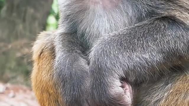 Cute monkey doing something