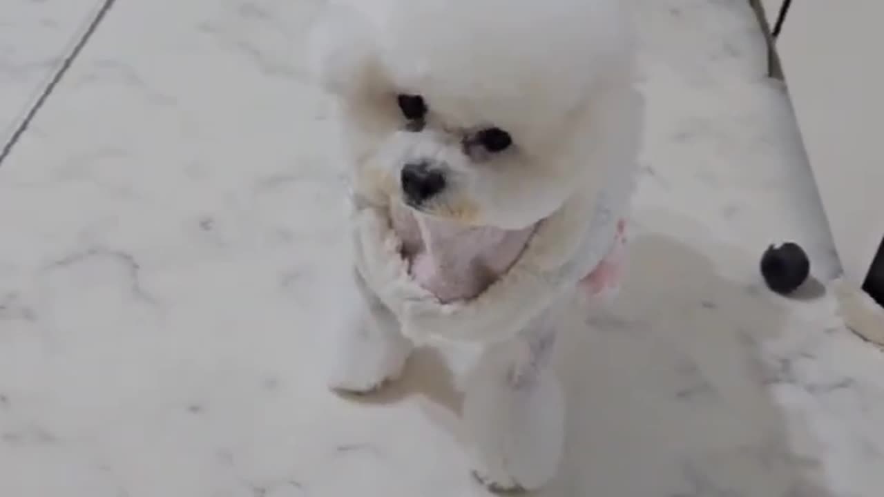 Dog funny video