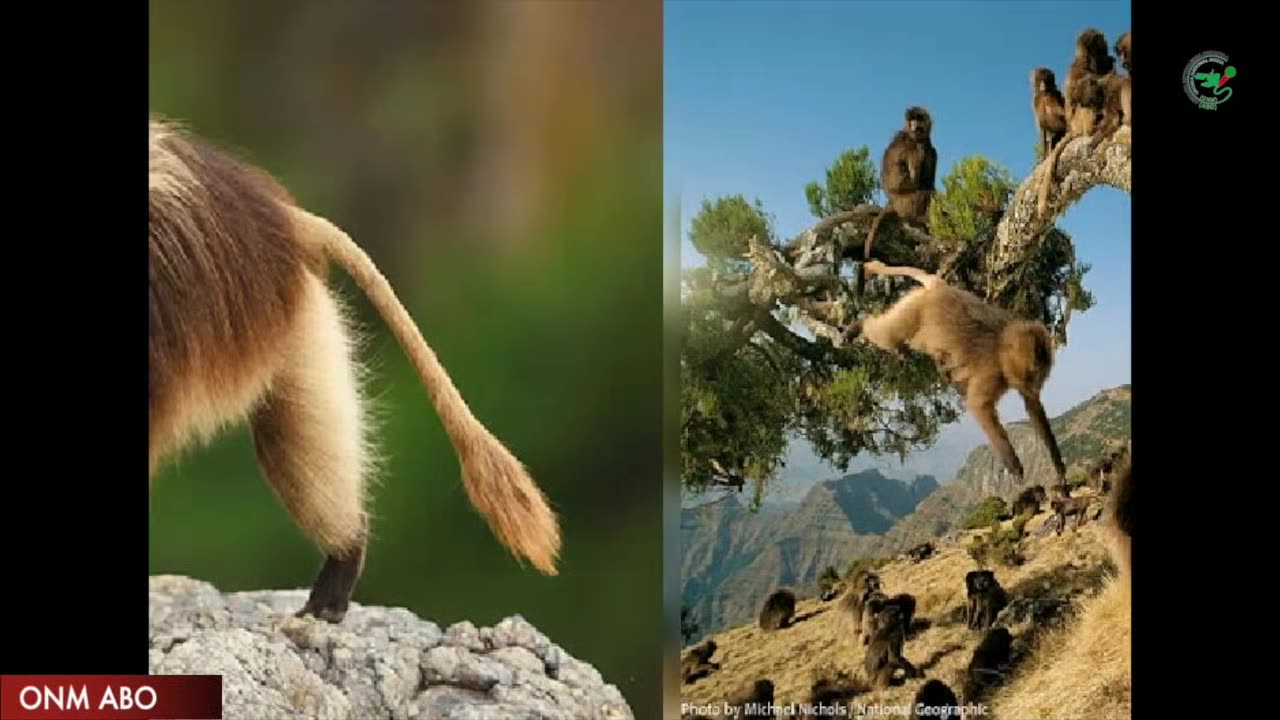 የኦሮሞ ሀገር በዝክረ ትግል ፕሮግራማችን!