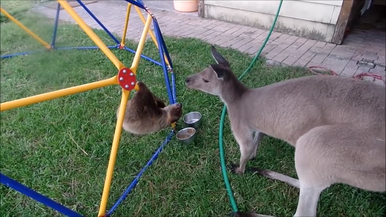 Baby sloths been baby sloths funny compilation