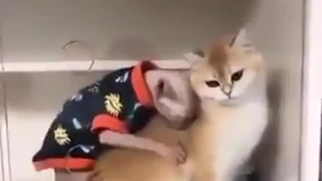 Joe Biden is he was a cat