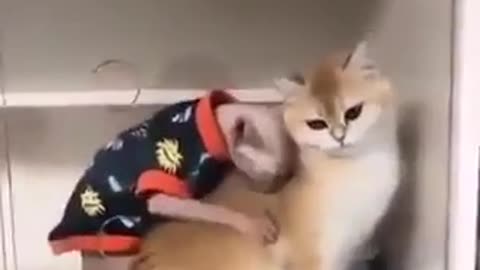 Joe Biden is he was a cat