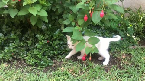 nature and the kitten