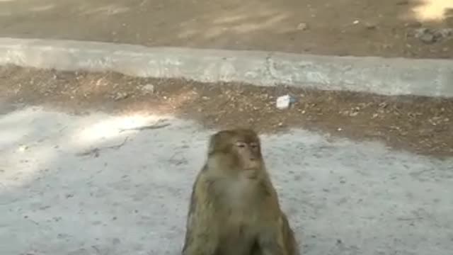A cute monkey I found in the woods and I gave him sweet
