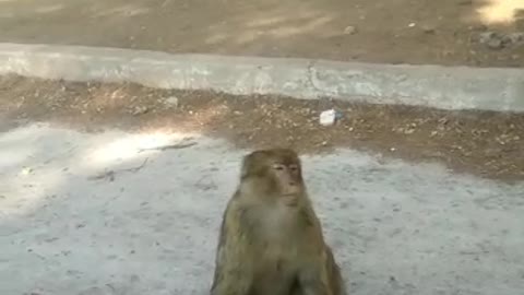 A cute monkey I found in the woods and I gave him sweet