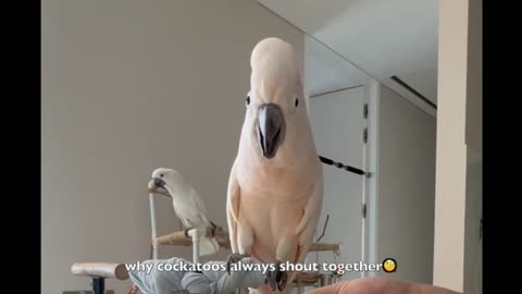 living with cockatoos