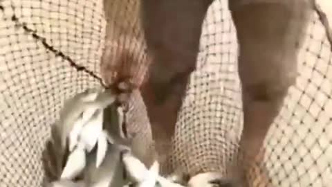 This is a beautiful and charming water-dwelling species