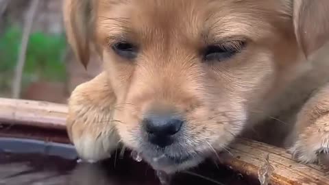 Cute puppy playing in water