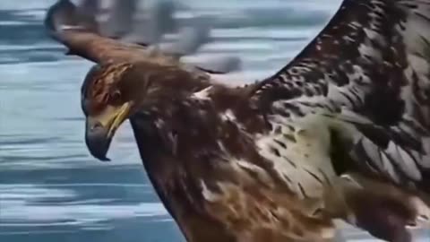 When does an Eagle catch it's prey? #Rico
