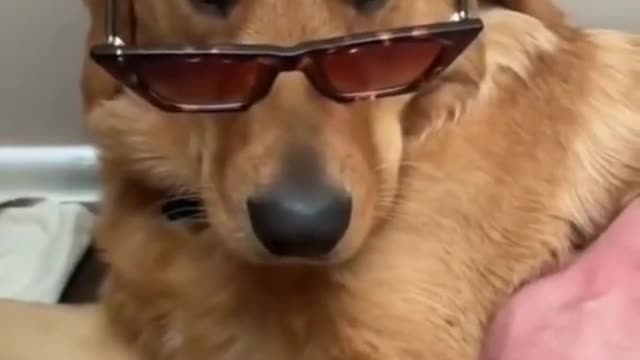 Funny baby and dog 😍 Cute pets