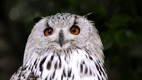 One of the most beautiful birds (owl)