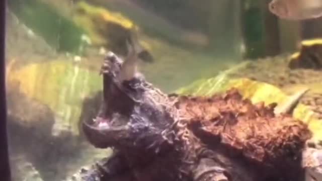 Do you open your mouth so wide for a fish to enter your mouth
