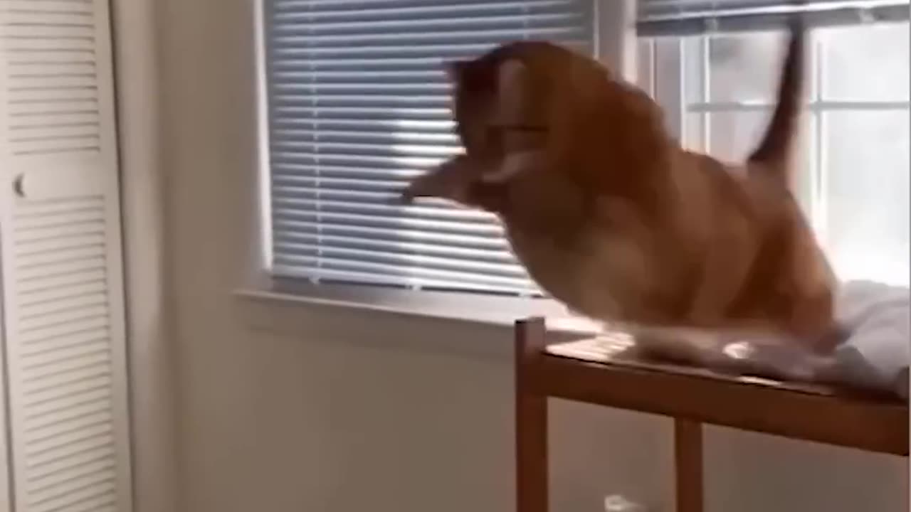 Funny Animal Videos