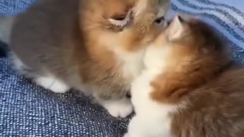 Cute Friendship #shorts #viral #shortsvideo #video