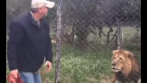 Lion feeding is challenging