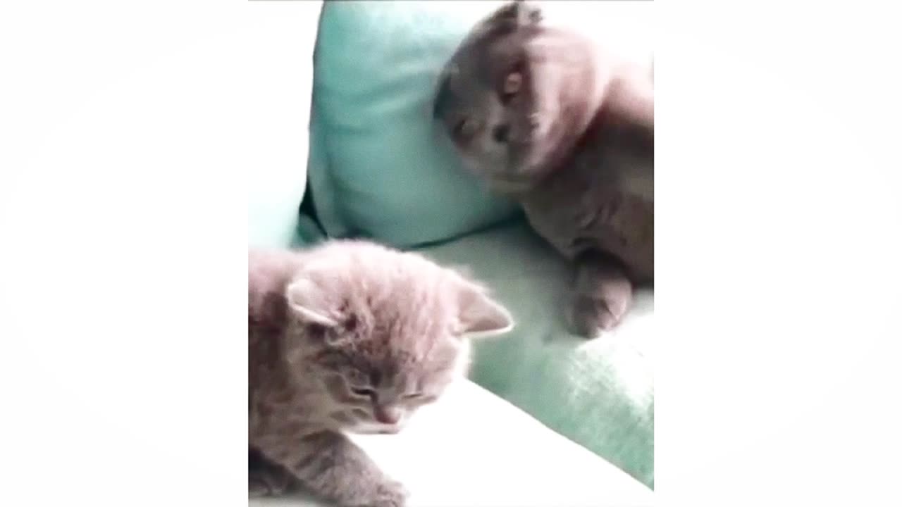 Pawsitively Hilarious Feline Frolics!"