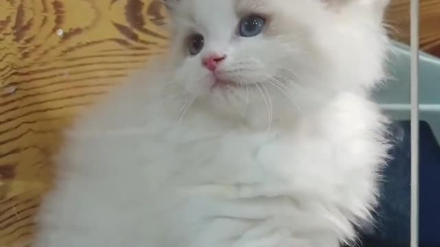 A naughty cat