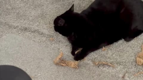 Cute Precious Piper Guards Her Paper Prey - Adopting a Cat from a Shelter Vlog #shorts