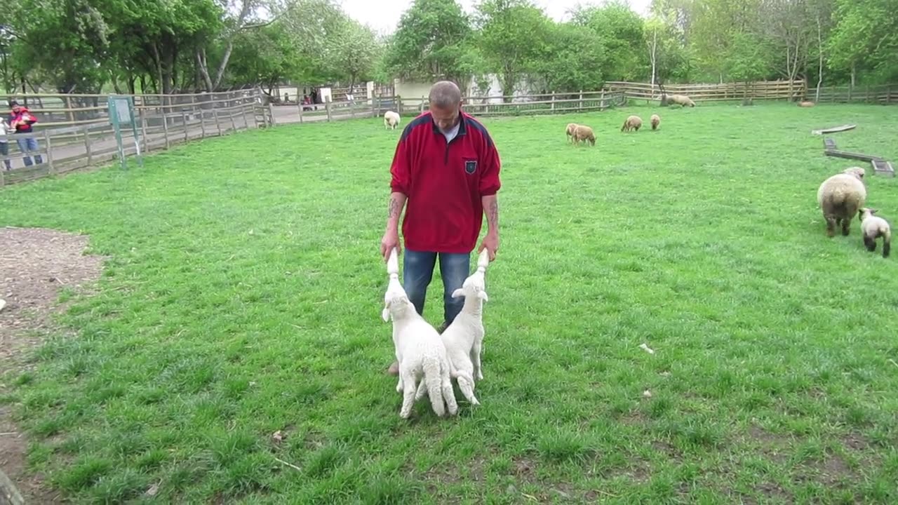 Milking two sheep