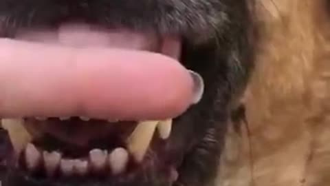 Funny dog on tiktok