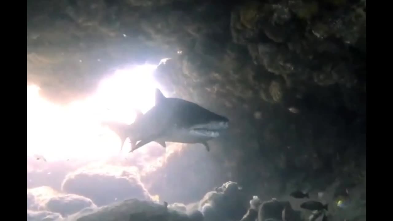 Beautiful sharks in cave