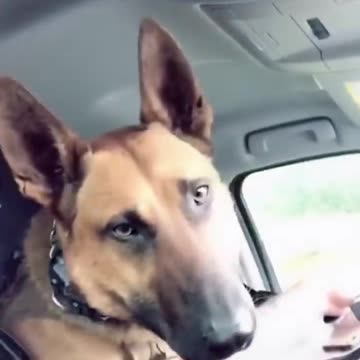 Funny Dogs Moment #shorts