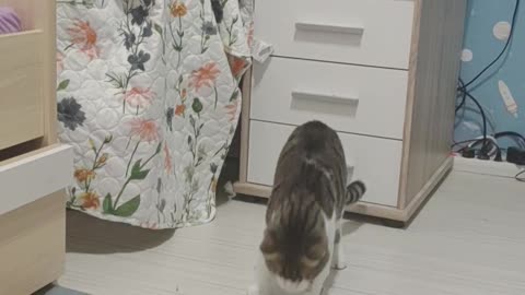 Funny cat jumper
