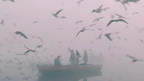 Birds in Smoky River