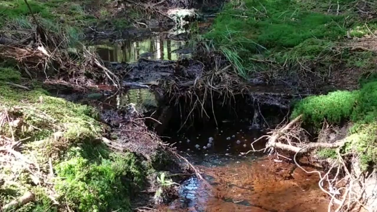 Spacer po lesie 🌲