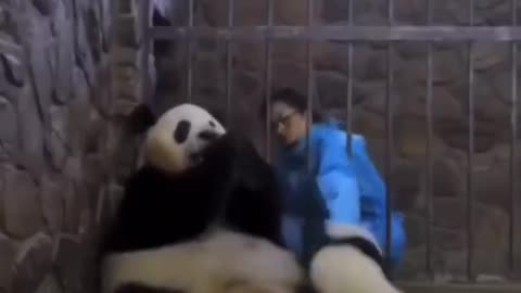 Panda Mom Trades Baby For Apple