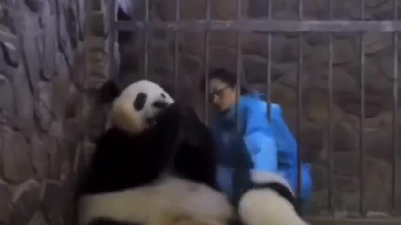 Panda Mom Trades Baby For Apple