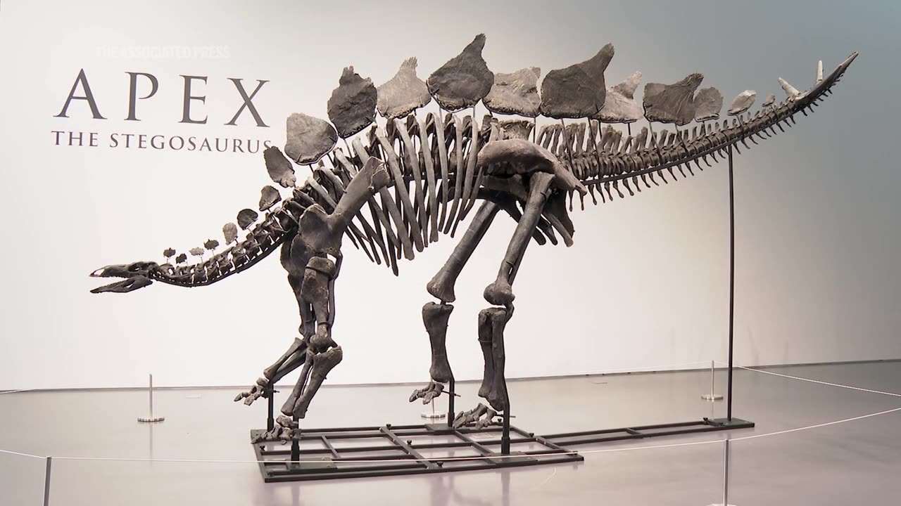 161-million-year-old Stegosaurus expected to sell for between $4 and $6M.mp4