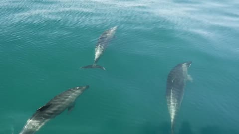 Dolphins swimming in the sea