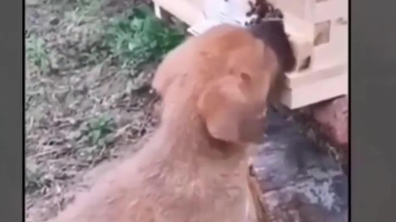 Funniest Animals 2023 | Best Funny Cats and Dogs | Funny Animal Videos 2023