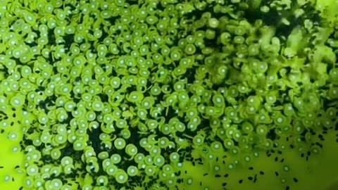 Satisfying video